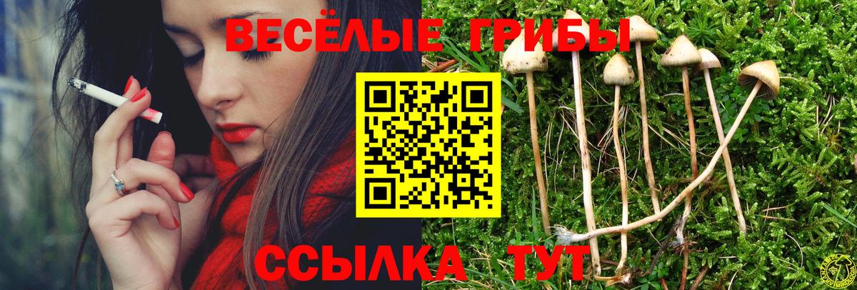 Галлюциногенные грибы GOLDEN TEACHER  Вход с VPN  Торжок  Псилоцибиновые грибы Psilocybe 